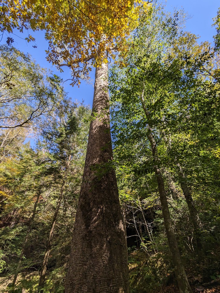 Big Tree